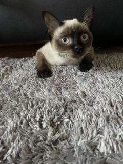 Photo №1. siamese cat - for sale in the city of Berlin | Is free | Announcement № 125386