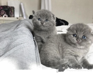 Photo №1. scottish fold - for sale in the city of Leipzig | negotiated | Announcement № 136991
