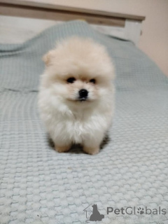 Photo №1. pomeranian - for sale in the city of Belgrade | 516$ | Announcement № 156512