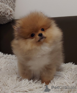 Additional photos: Buu Pomeranians puppies