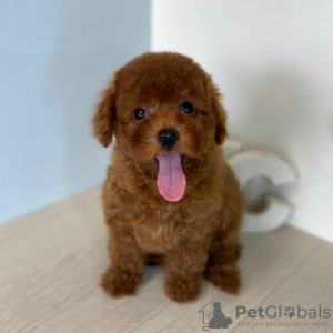Photo №1. poodle (toy) - for sale in the city of Uppsala | 528$ | Announcement № 97545