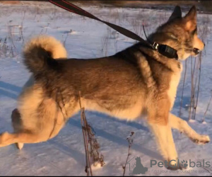 Photo №4. I will sell west siberian laika in the city of Электросталь. breeder - price - 343$