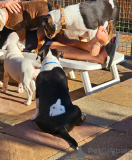 Photo №1. bull terrier - for sale in the city of BåSTAD | negotiated | Announcement № 169785