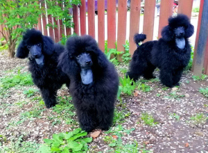 Photo №1. poodle (dwarf), poodle (toy) - for sale in the city of Москва | 400$ | Announcement № 2333