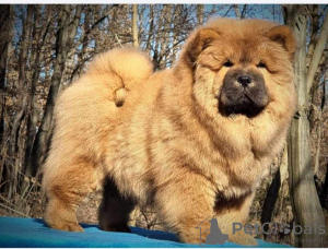 Photo №1. chow chow - for sale in the city of Kraljevo | negotiated | Announcement № 95577