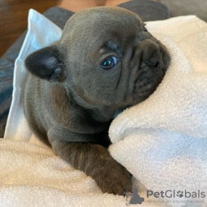 Photo №1. french bulldog - for sale in the city of Graz | negotiated | Announcement № 88880