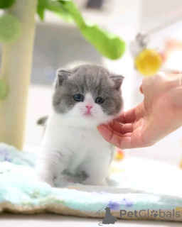 Photo №1. exotic shorthair - for sale in the city of Berlin | negotiated | Announcement № 136633