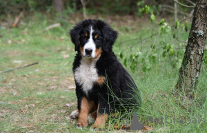 Photo №3. Bernese Mountain puppies. Ukraine