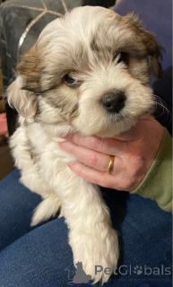 Photo №3. Havanezer puppies for excellent home. Belgium
