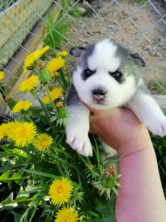 Photo №2 to announcement № 2307 for the sale of siberian husky - buy in Belarus from nursery