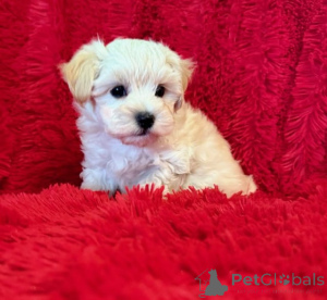 Photo №2 to announcement № 149849 for the sale of maltipu - buy in Germany 