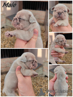 Photo №2 to announcement № 78132 for the sale of french bulldog - buy in Serbia breeder