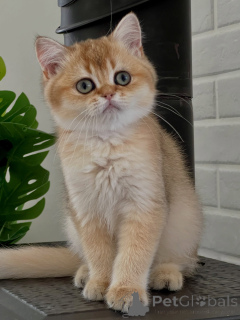 Photo №3. Premium British Shorthair Kittens with Sweet Temperaments Available Now. Germany