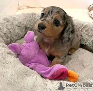 Photo №3. dachshund puppies. Belgium