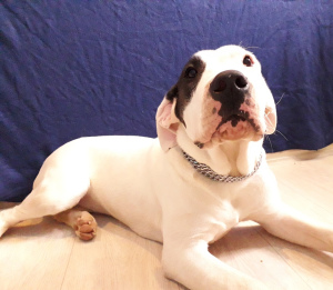 Photo №1. dogo argentino - for sale in the city of Saratov | 466$ | Announcement № 1639