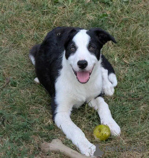 Photo №3. CBCA-geregistreerde Border Collie-puppy's. Belgium