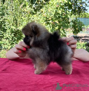 Additional photos: Pomeranian Spitz