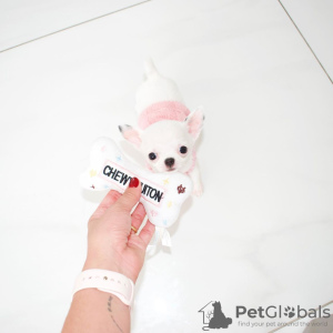 Photo №1. chihuahua - for sale in the city of Houston | negotiated | Announcement № 68067