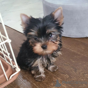 Photo №1. yorkshire terrier - for sale in the city of Oulu | negotiated | Announcement № 94440