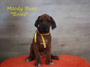 Photo №2 to announcement № 4393 for the sale of rhodesian ridgeback - buy in Russian Federation private announcement