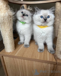 Photo №1. ragdoll - for sale in the city of Florida | 350$ | Announcement № 135776