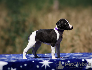 Photo №2 to announcement № 112894 for the sale of whippet - buy in Serbia 