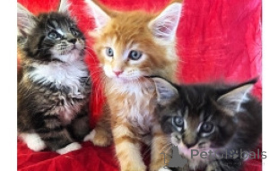 Photo №1. maine coon - for sale in the city of Berlin | negotiated | Announcement № 169730