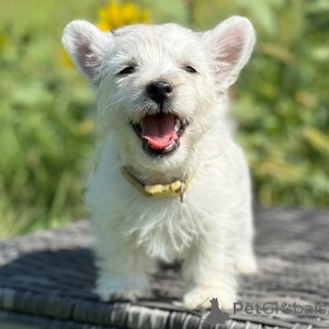 Photo №1. west highland white terrier - for sale in the city of Bamberg | 282$ | Announcement № 151483