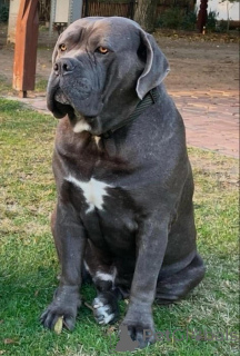 Photo №3. Cane corso puppies available. Germany