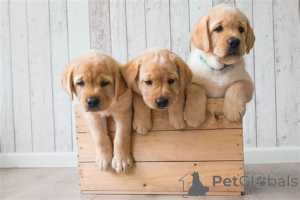 Photo №2 to announcement № 135480 for the sale of golden retriever - buy in United States private announcement