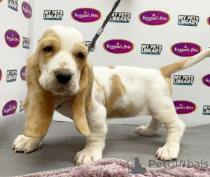 Photo №1. basset hound - for sale in the city of Muurame | Is free | Announcement № 127884