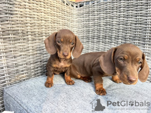 Photo №1. dachshund - for sale in the city of Berlin | Is free | Announcement № 125183