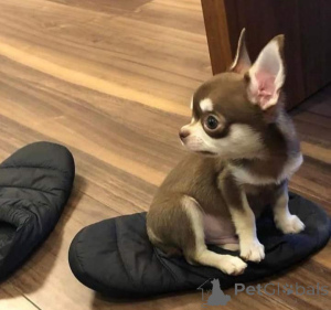 Photo №2 to announcement № 141881 for the sale of chihuahua - buy in United States breeder