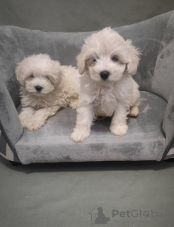 Photo №1. maltese dog - for sale in the city of Miami Beach | 240$ | Announcement № 87549