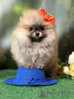 Photo №4. I will sell pomeranian in the city of Barcelona. private announcement, breeder - price - 2918$