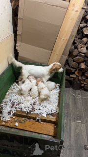 Photo №1. cavalier king charles spaniel - for sale in the city of DEBRECEN | 619$ | Announcement № 157679