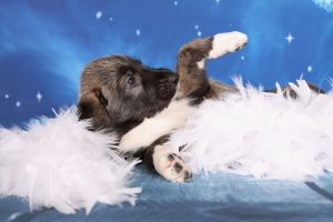 Photo №3. Offered for sale breed Irish Wolfhound.. Russian Federation