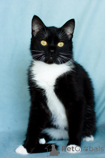 Photo №2 to announcement № 135295 for the sale of  - buy in Belarus private announcement