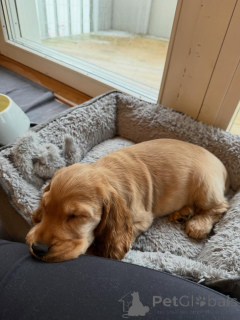 Photo №3. English Cocker Spaniel Puppies Great With Kids!. France