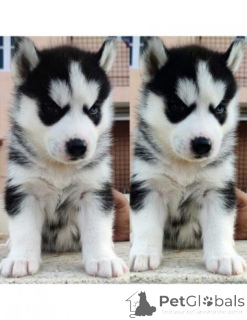 Photo №2 to announcement № 175103 for the sale of siberian husky - buy in Germany private announcement