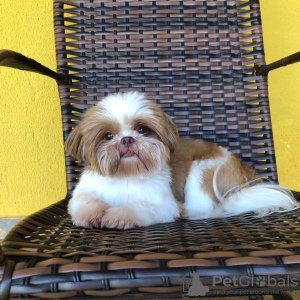 Photo №1. shih tzu - for sale in the city of Cairns | negotiated | Announcement № 24815