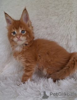 Photo №2 to announcement № 109462 for the sale of maine coon - buy in Germany 