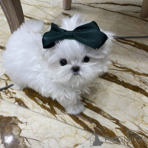 Photo №1. maltese dog - for sale in the city of Anderlecht | negotiated | Announcement № 167879