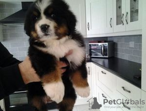 Photo №1. non-pedigree dogs - for sale in the city of Bamberg | Is free | Announcement № 118066