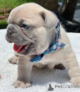Photo №3.  Gorgeous Lilac French Bulldog 8 Weeks Old, Vet Checked & Ready Now. United States