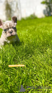 Photo №3. Hello french bulldog puppies for sale.. Belgium