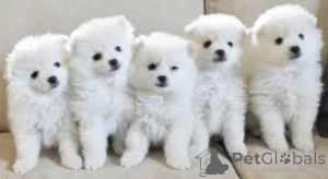 Photo №4. I will sell non-pedigree dogs in the city of London.  - price - negotiated