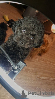 Photo №1. poodle (toy) - for sale in the city of Munich | 351$ | Announcement № 158885