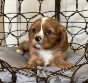 Additional photos: Cavalier King Charles Spaniel puppies
