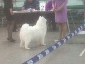 Photo №4. I will sell samoyed dog in the city of Minsk. from nursery - price - 500$